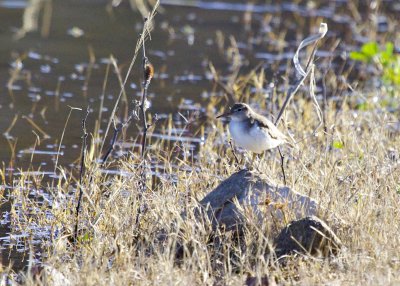 Spotted Sandpiper