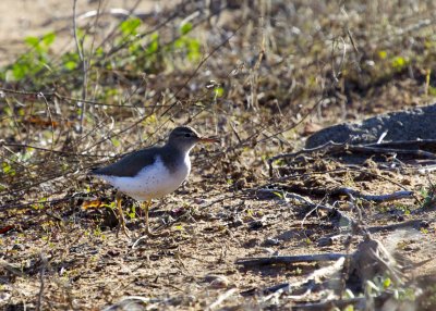 Spotted Sandpiper