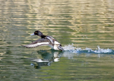 Lessor Scaup