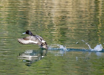 Lessor Scaup