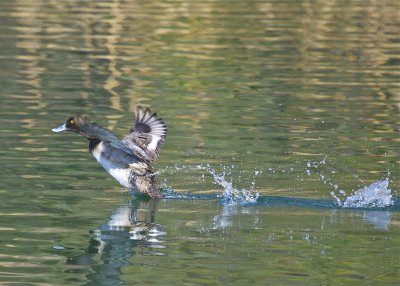 Lessor Scaup