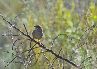 Rufous-crowned Sparrow