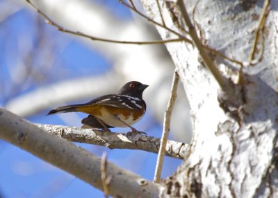 Spotted Towhee