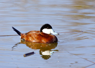 Ruddy Duck