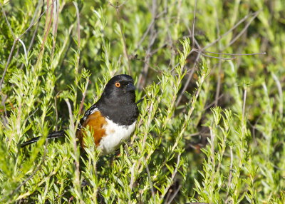 Spotted Towhee