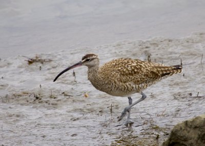 Whimbrel