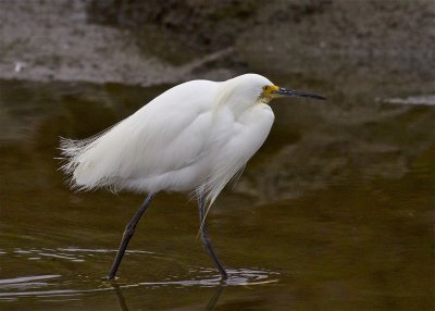 Snowy Egret