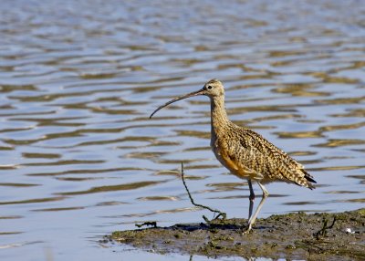 Long-billed Curlew