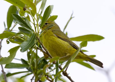 Orange-crowned Warbler