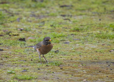 American Robin