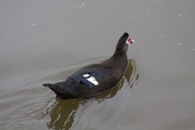 Muscovy