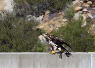Bald Eagle (Juvenile)
