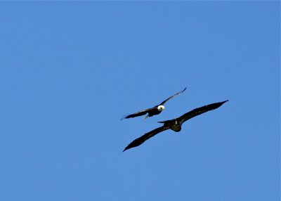 Bald Eagle