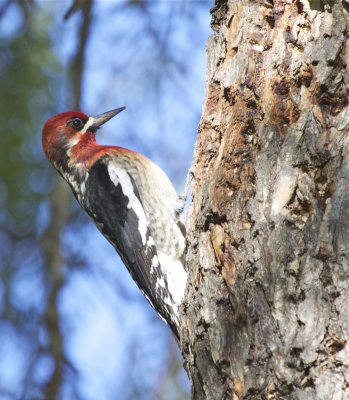 Red-breasted Sapsucker