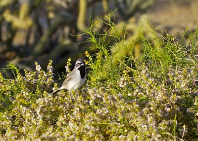 Black-throated Sparrow