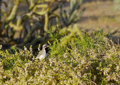 Black-throated Sparrow