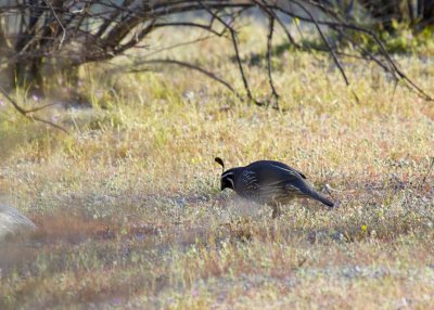Gambel's Quail