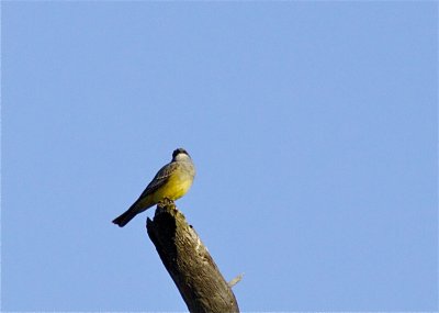 Oranged-crowned Warbler