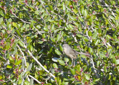 Wrentit