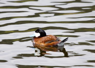 Ruddy Duck
