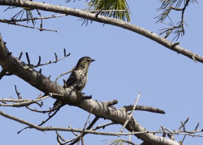 Pine Siskin