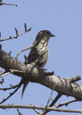 Pine Siskin