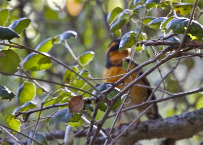 Varied Thrush