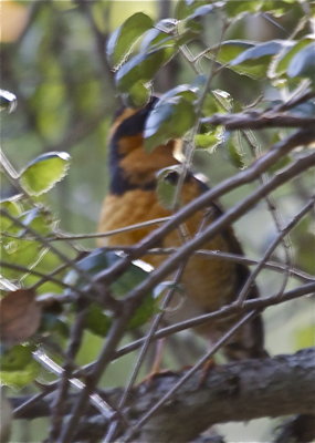 Varied Thrush