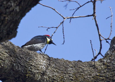 Acorn Woodpecker