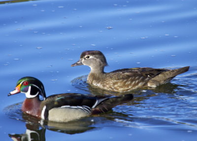 Wood Duck