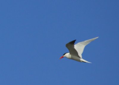 Royal Tern