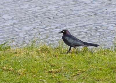 Brewer's Blackbird