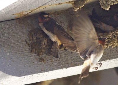 Cliff Swallows