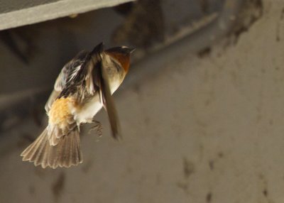 Cliff Swallows