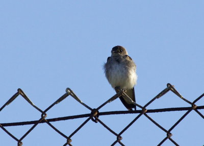 Northern Rough-winged Swallow