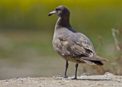 Heermann's Gull (male)