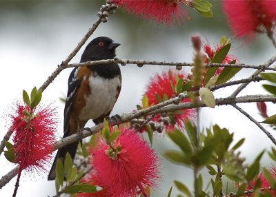 Spotted Towhee