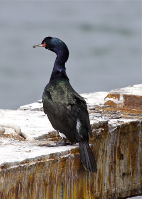 Pelagic Cormorant