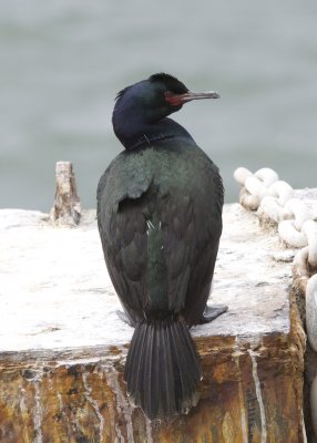 Pelagic Cormorant