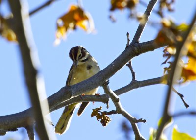 Lark Sparrow