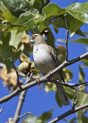 Lark Sparrow