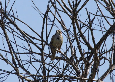 Lark Sparrow