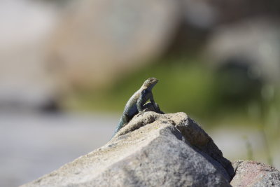 Granite Spiny Lizard