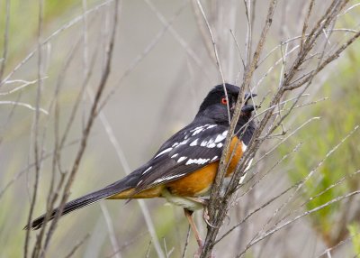 Spotted Towhee