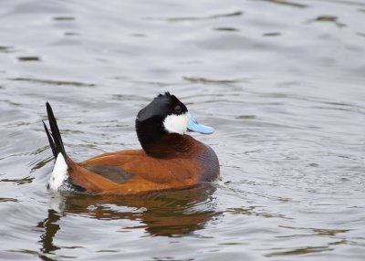 Ruddy Duck