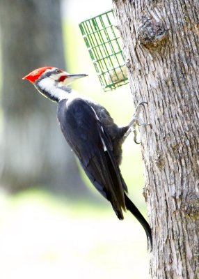 Pileated Woodpecker