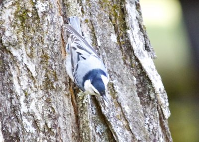 White-breasted Nuthatch