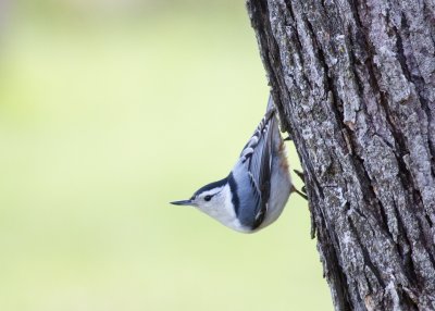 White-breasted Nuthatch