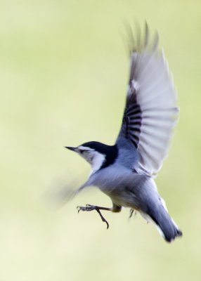 white-breasted_nuthatch