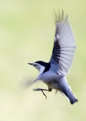 White-breasted Nuthatch